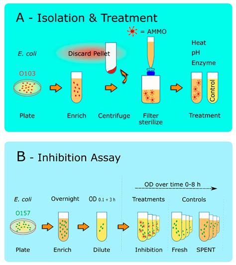 treatment of e coli